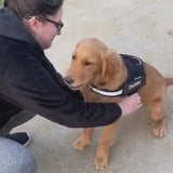 Personalized Dog Harness with Custom Name Patch