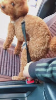 Zairova™ Adjustable Dog Car Seat Belt Leash