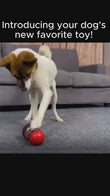 Interactive Dog Treat Dispensing Ball