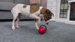 Interactive Dog Treat Dispensing Ball